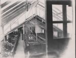 Greenhouses from office 1907